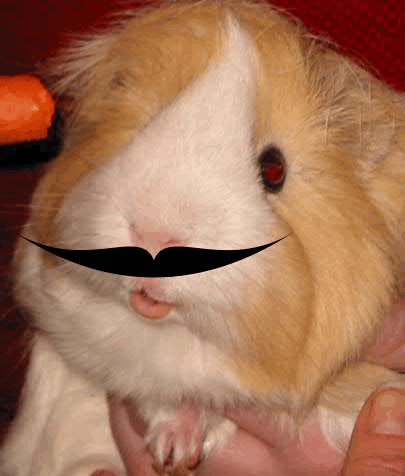 gif-decoder-exercise-in-go-interfaces_image01