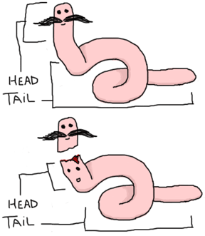../_images/worm.png